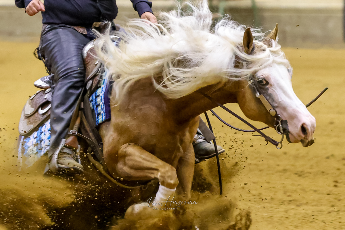Palomino reining horse sliding to a stop with its white mane flowing